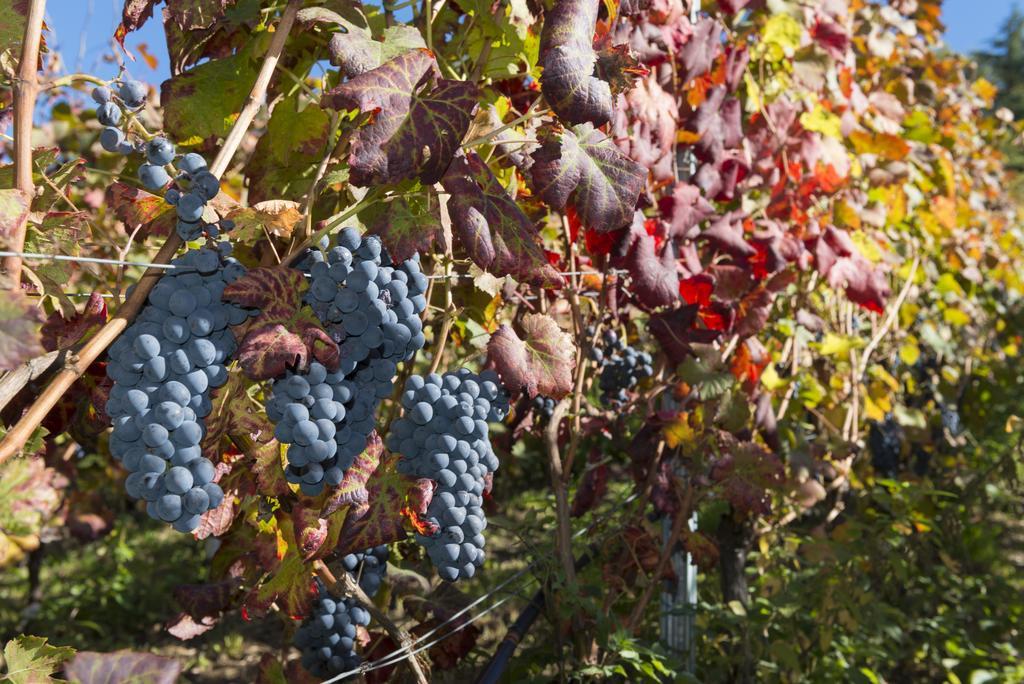 Agriturismo Gli Elfi Aosta Eksteriør bilde